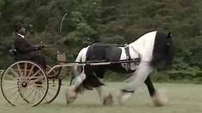 GYPSY VANNER HORSE COMPILATION | WORLD'S MOST BEAUTIFUL HORSE IN THE WORLD | GYPSY VANNER HORSES |