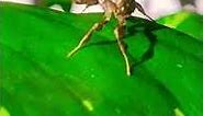 Baby Ghost Mantis | Ultra Rare Praying Mantis Species | Terrarium Station