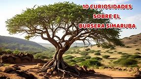 10 Curiosidades INCREÍBLES sobre el BURSERA SIMARUBA 🌳