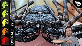 Tailless Whip Scorpion, The Best Pet Invertebrate?