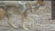 Roadrunner and Coyote at Big Bend Park