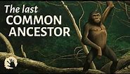 Were We Wrong About The Last Common Ancestor?