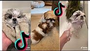 😍 Cutest Shih Tzu 😂 Funny and Cute Shih Tzu Puppies and Dogs Videos