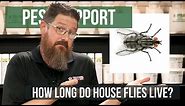 How Long do House Flies Live? | Pest Support