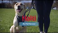 Halti No Pull Harness - How to fit and use