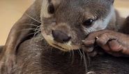 Beautiful ❤️ | Otter Fans