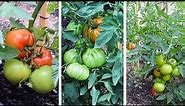 Top 3 Beefsteak Tomatoes You NEED to Grow!