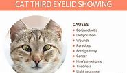 Cat Third Eyelid Showing - Causes and Treatment