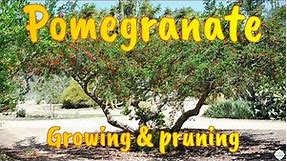 Growing & Pruning Pomegranate
