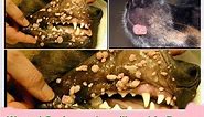 Warts ( Papilloma ) in dogs| Puppy Series |10