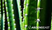 San Pedro Cactus Guide: How to Grow & Care for “Echinopsis Pachanoi”