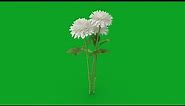 green screen flowers effects background | green screen flower effect | white flowers green screen