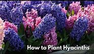 How to Plant Hyacinths