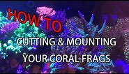 How To: Cutting & Mounting SPS Coral Frags