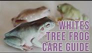 How To Care For Whites Tree Frogs | Care Guide