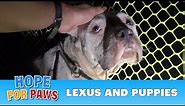 A Pit Bull and her newborn pups get rescued, but what happens next will amaze you!!! #puppy