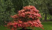 Bloodgood Japanese Maple - Acer palmatum 'Bloodgood'