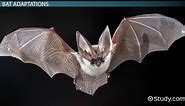 Bat Adaptations: Lesson for Kids