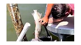 Rescuing a pelican with a hook stuck in his mouth! ❤️