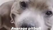 Average pitbull name cupcake #meme ￼