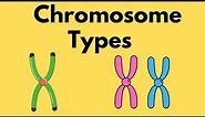Types of Chromosomes - Sister Chromatids - Homologous Chromosomes