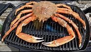 Giant SPIDER CRAB Catch and Cook