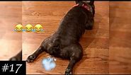 FARTING DOGS Compilation 💨😂| Funniest Dog Farting | 2021