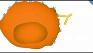 Monoclonal Antibodies: Making Cancer a Target