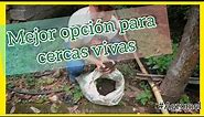 Plantando Arbol de Chaca(Bursera simaruba)🌳