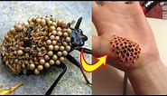 15 Most Dangerous Bugs in the World