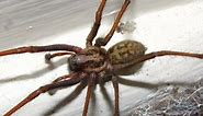 Types Of Spiders: Pictures and ID Help - Green Nature