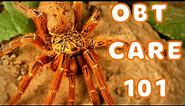 Orange Baboon Tarantula Care | Best Tarantulas for Beginners? Pterinochilus murinus