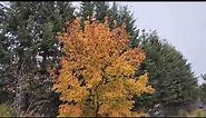 Hot Wings Tatarian Maple (Acer tataricum 'GarAnn') with fall yellow leaf colours in St. Albert, AB