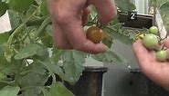 Complete Guide to Growing Beefsteak Tomatoes