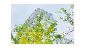 Rực rỡ mùa hoa Muồng Hoàng Yến bên sân Indochine Palace (Brilliant season of yellow Osaka flowers in the courtyard of indochine Palace Hotel) | Indochine Palace