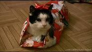 How To Wrap A Cat For Christmas