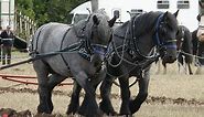 Dutch Draft Horse Info, Origin, History, Pictures