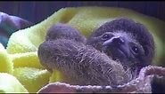 BABY SLOTH "LULLABYE". Sleepytime Meditation. The cutest baby sloth compilation ever!