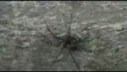 Minnesota's Biggest Spider ( Record)