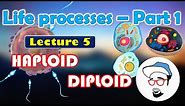 Haploid V/S Diploid || Life processes in Living Organisms Part 1 Class 10 SSC CBSE
