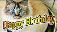 Birman Cat Birthday Song