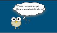 Animal Characteristics - Parents & Offspring
