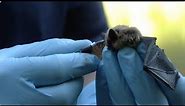 Arkansas Bat Research