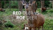 Deer size comparison: Massive red deer vs. tiny roe deer