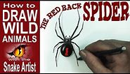How to Draw the Red Back Spider (beginner)- Spoken Tutorial
