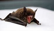 Bat Teeth: Everything You Need to Know