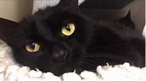 Gentle Black Cat With Amazing Yellow Eyes ✨
