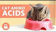 11 ESSENTIAL AMINO ACIDS for Your CAT 🐱 To Avoid Nutritional Deficiencies