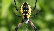 24 Most Common SPIDERS in Kentucky! (ID Guide)