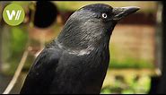 Ravens and crows - the most intelligent birds in the world (animal documentary in HD)